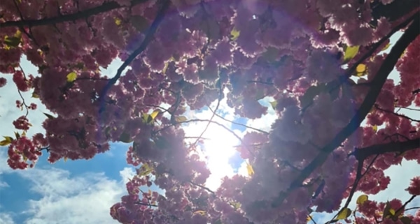 Sonnenlicht scheint durch blühenden Baum