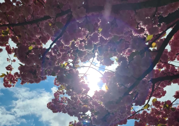 Sonnenlicht scheint durch blühenden Baum